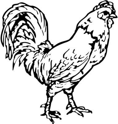 CHICK019